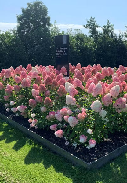 Hortensia paniculata Living Creation Mix/Buc / Hydrangea paniculata Living Creation Mix/