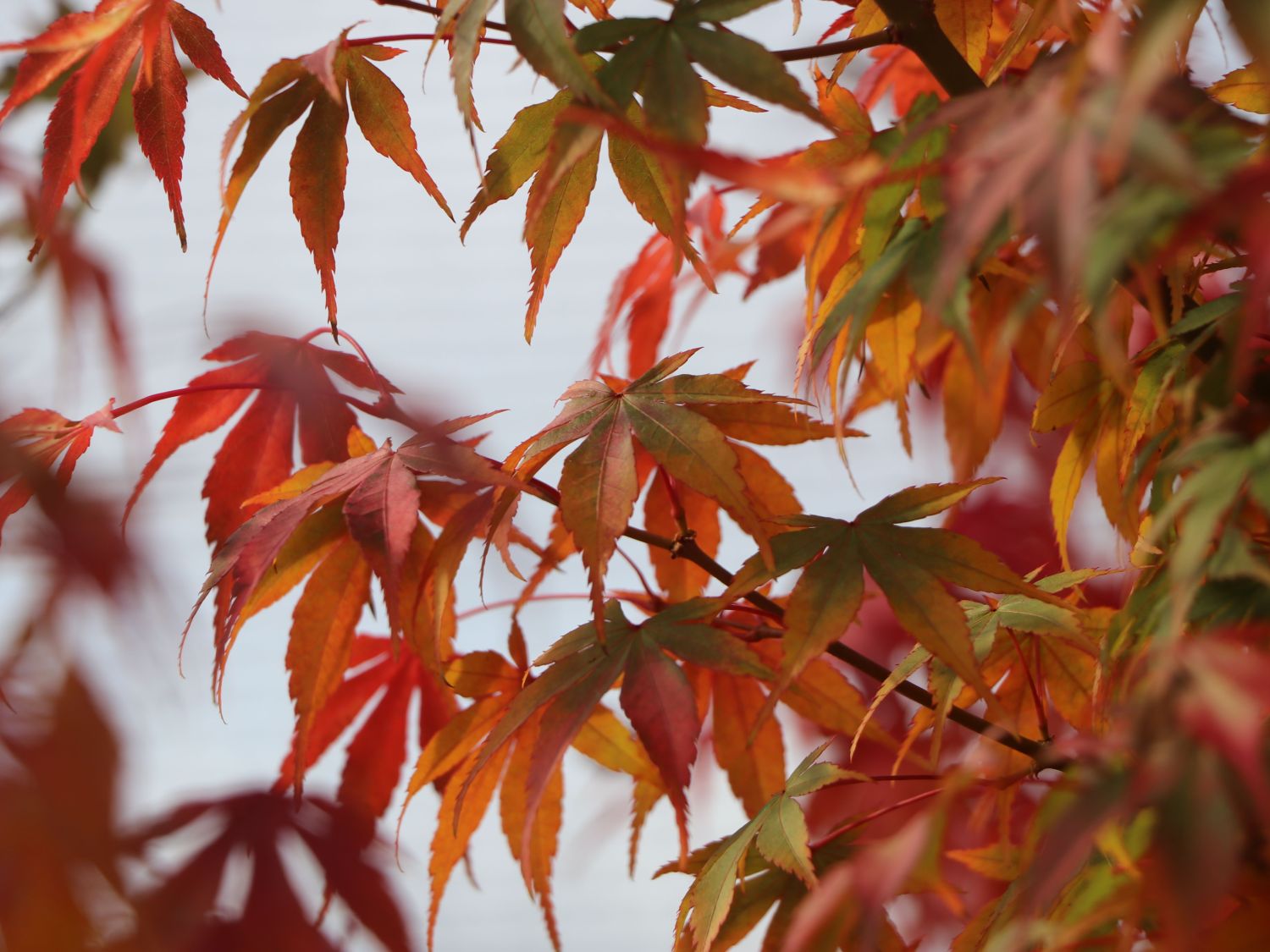 Artar japonez "Katsura" / Acer palmatum "Katsura" /
