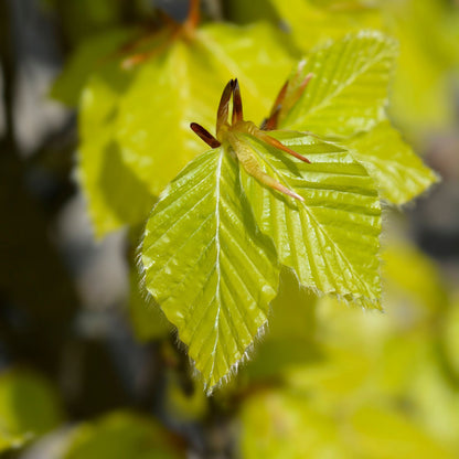 Fag columnar "Dawyck Gold" / Fagus sylvatica „Dawyck Gold” /