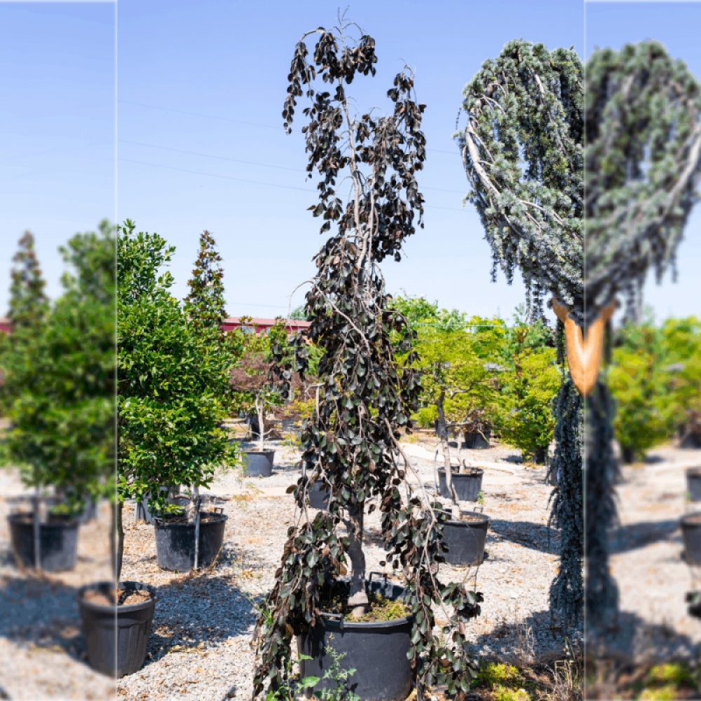 Fag rosu pendul  / Fagus sylvatica „Purpurea Pendula” / - Gradina Noastra