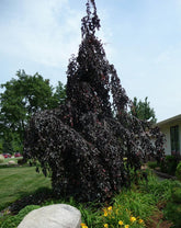 Fag rosu pendul  / Fagus sylvatica „Purpurea Pendula” / - Gradina Noastra