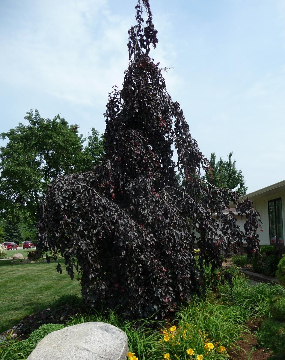 Fag rosu pendul  / Fagus sylvatica „Purpurea Pendula” / - Gradina Noastra