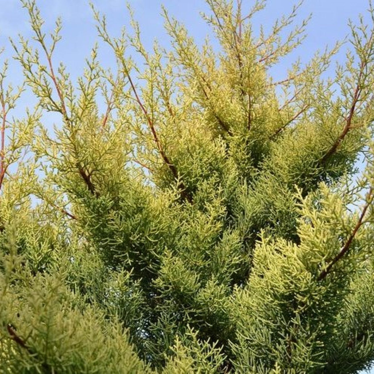 Chiparos de Arizona fastigiat auriu / Cupressus arizonica ‘Fastigiata Aurea’ /