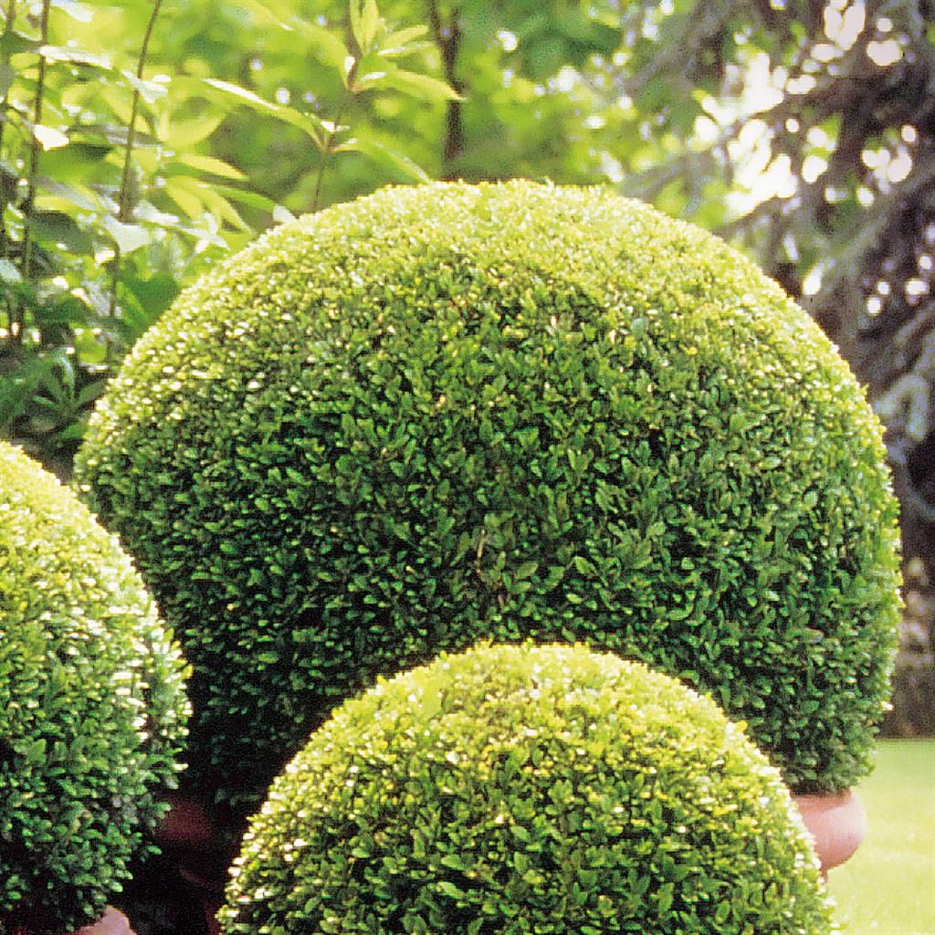 Buxus "Faulkner" minge / Buxus microphylla"Faulkner"/