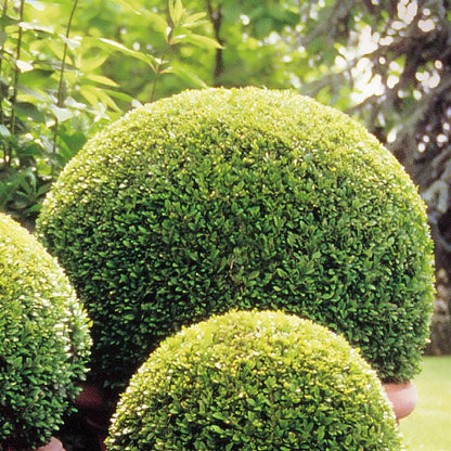 Buxus "Faulkner" minge / Buxus microphylla"Faulkner"/