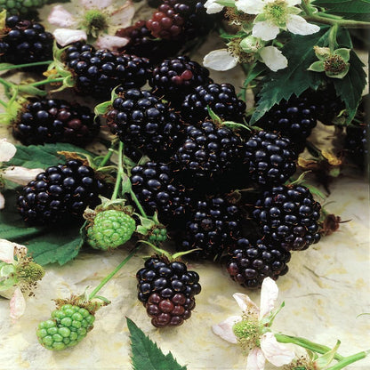 Mur "Thornless Evergreen"/ Rubus "Thornless Evergreen" / - Gradina Noastra