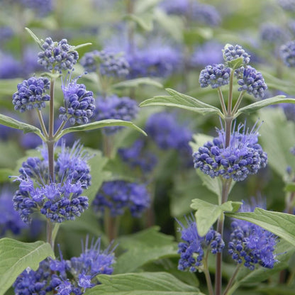 Caryopteris  ”Grand Bleu ” / Caryopteris x clandonensis ”Grand Bleu ” / - Gradina Noastra