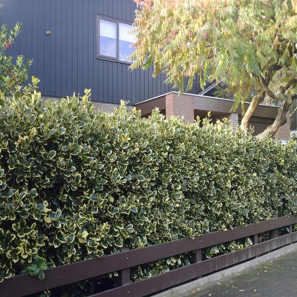 Laur sfant „Argenteomarginata” tufa / Ilex aquifolium "Argenteomarginata"/