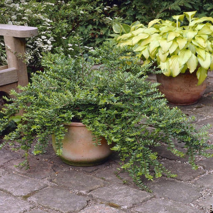 Caprifoi tarator „Maigrun” / Lonicera nitida "Maigruen" /