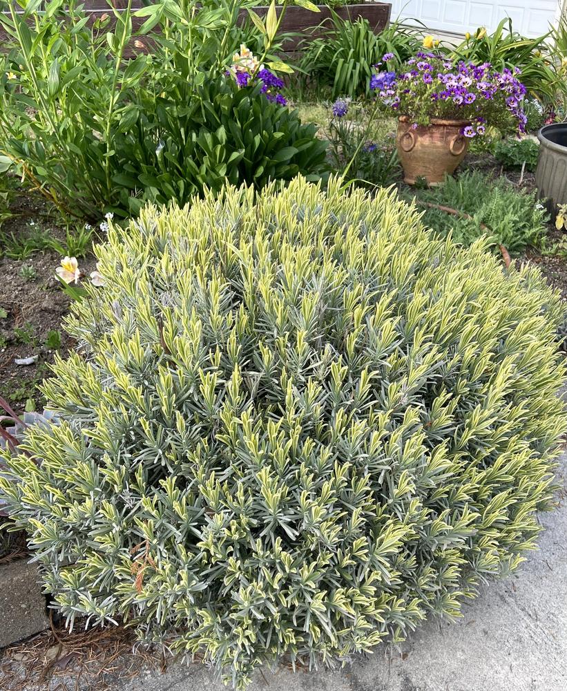 Lavanda "Platinum Blonde" / Lavandula angustifolia "Platinum Blonde"/