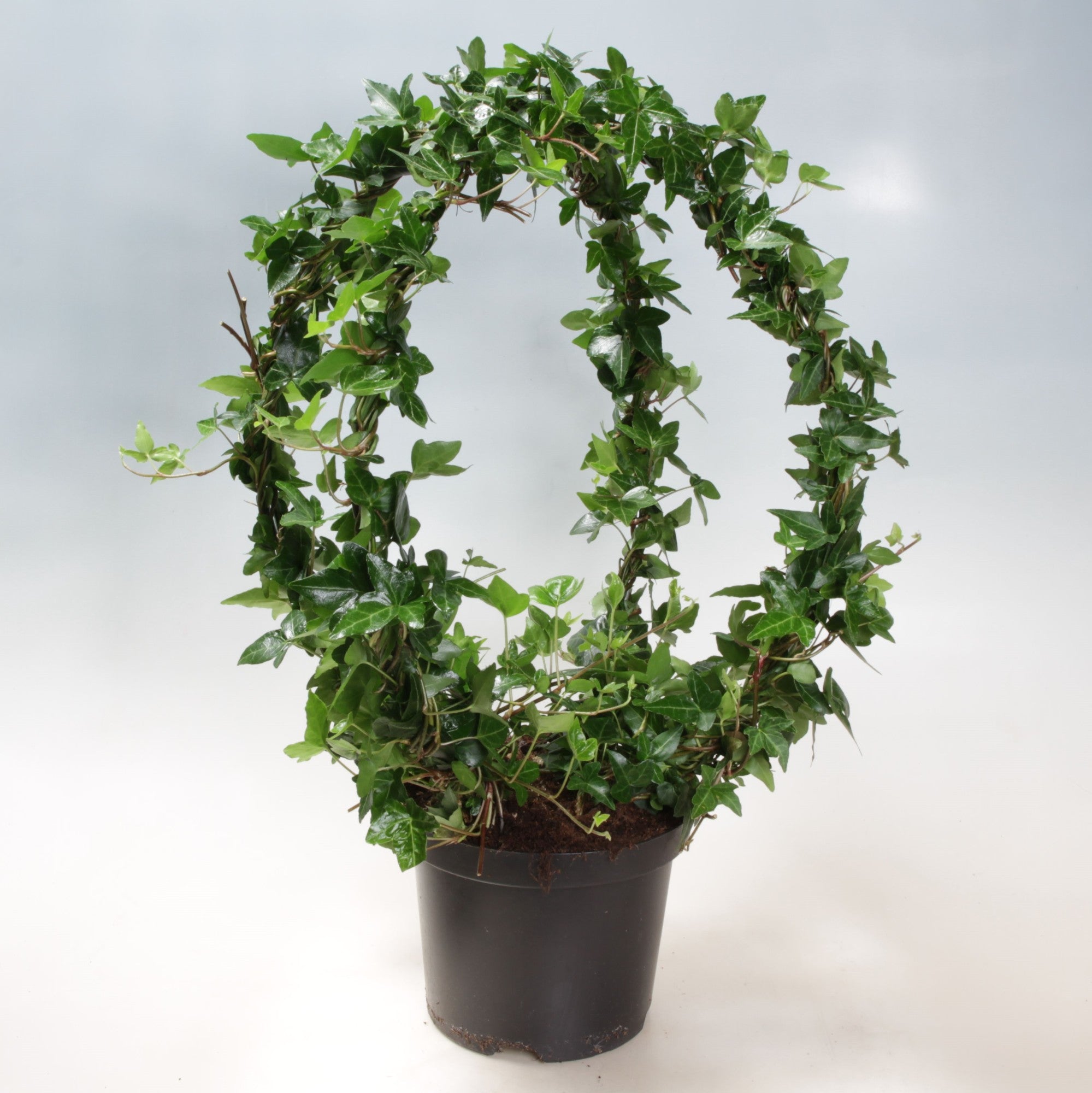 Iedera 0.50 m / Hedera helix mix /