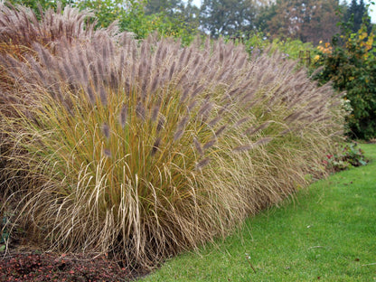 Pennisetum alopecuroides "Moudry" - Gradina Noastra