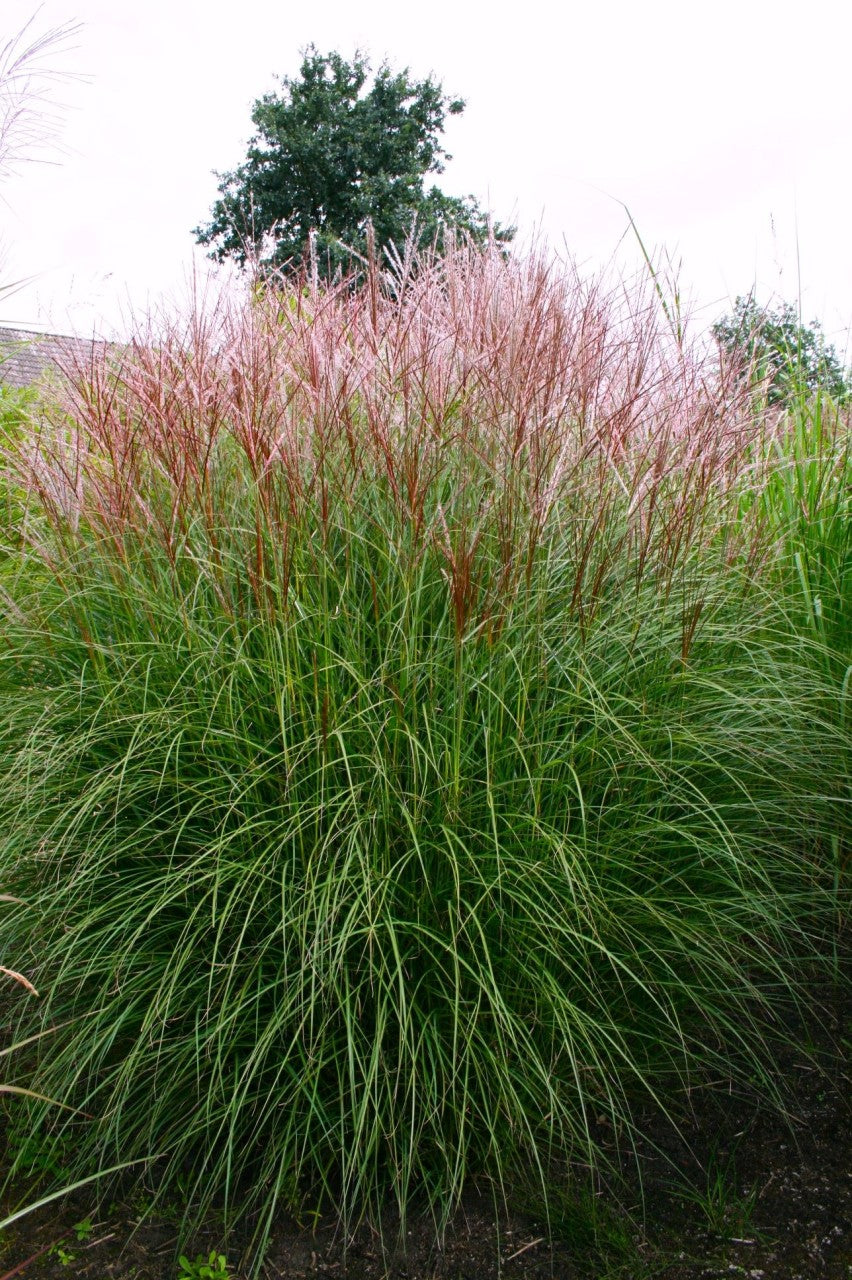 Iarba elefantului "Ferner Osten" / Miscanthus sinensis "Ferner Osten"/ - Gradina Noastra