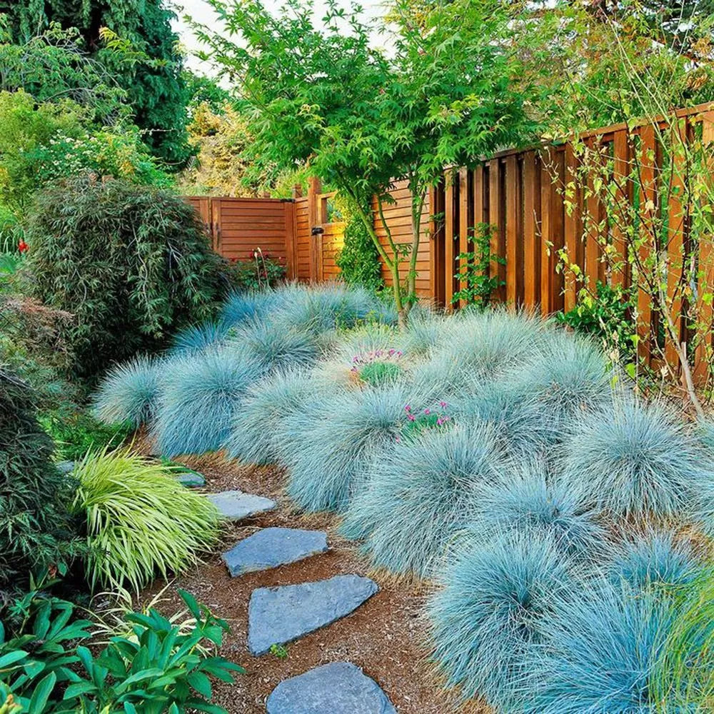 Festuca "Elijah Blue"