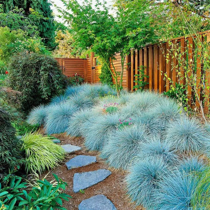Festuca "Elijah Blue"