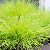 Iarbă albastră "Ami Gold" / Festuca glauca "Ami Gold"/ - Gradina Noastra