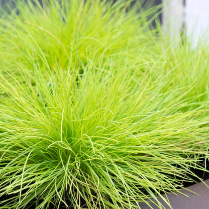 Iarbă albastră "Ami Gold" / Festuca glauca "Ami Gold"/ - Gradina Noastra