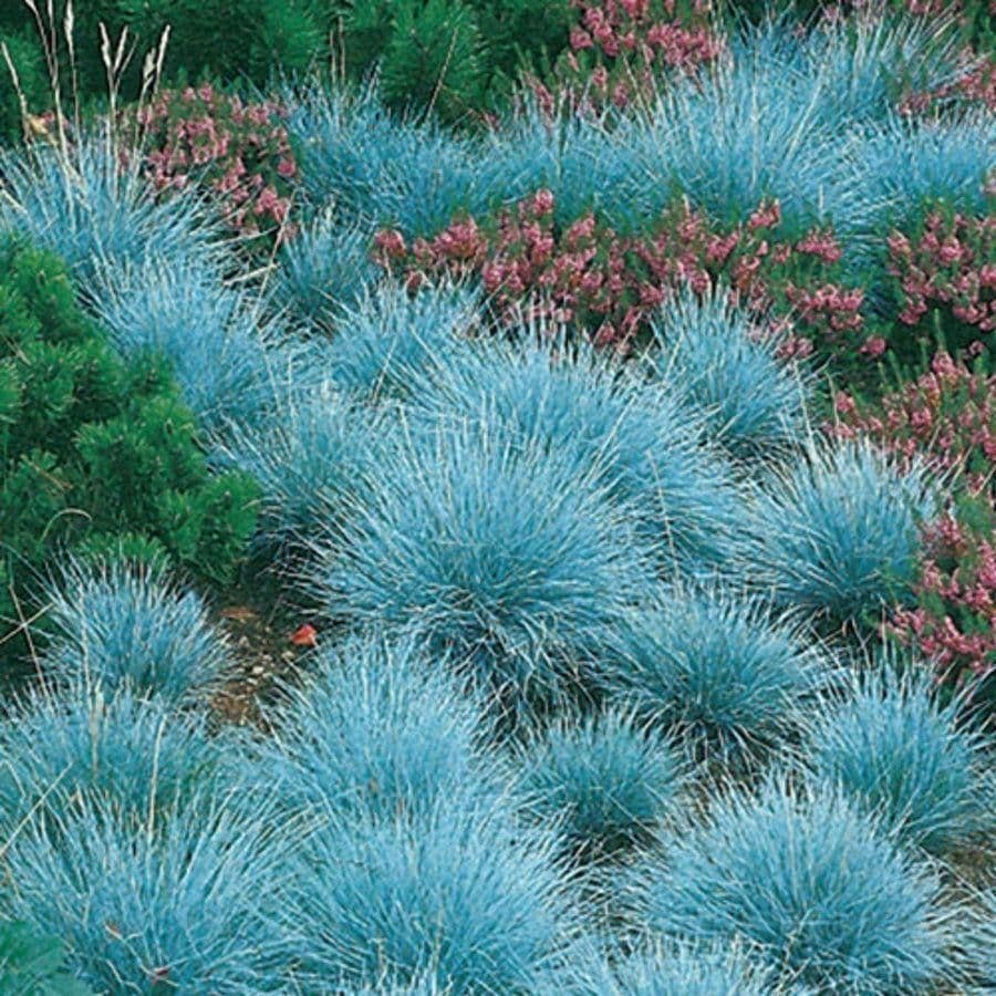 Iarbă Albastră &quot;Intense Blue&quot; - /Festuca Glauca &quot;Intense Blue&quot;/ by gradina-noastra