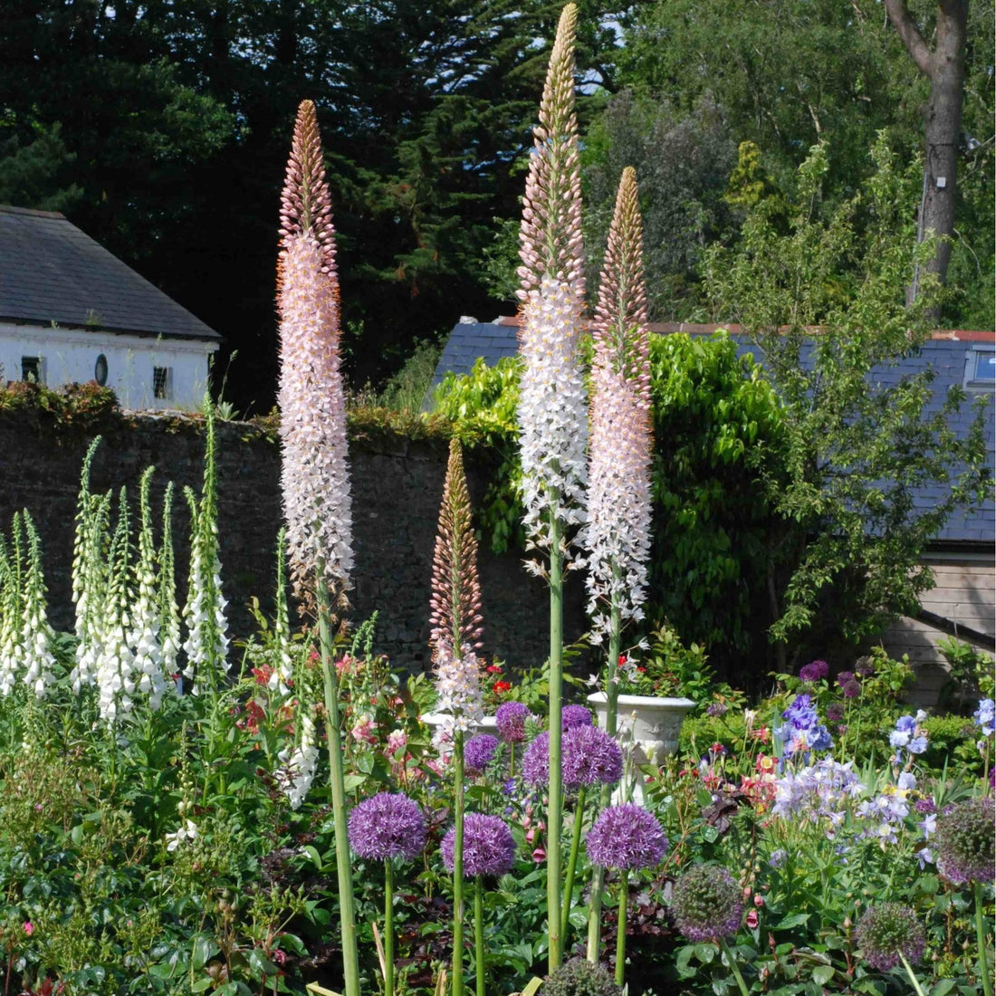 Eremurus mix 0.30 - 0.40 m by Gradina Noastra