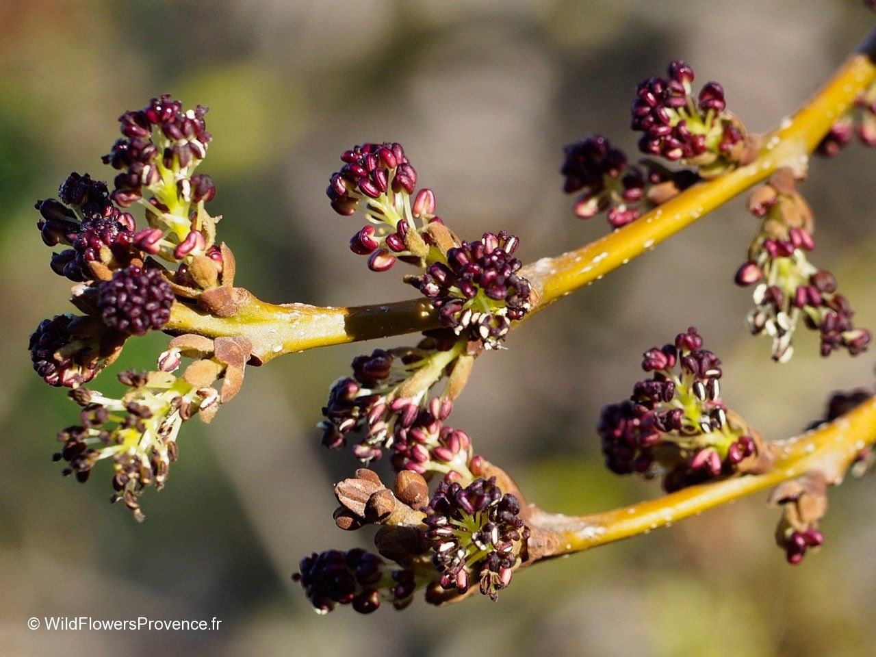 Frasin comun  3.50 - 4.00 m / Fraxinus excelsior /