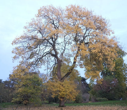 Frasin comun  3.50 - 4.00 m / Fraxinus excelsior /