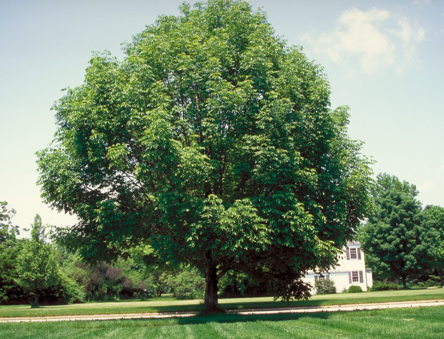 Frasin "Autumn Purple" 2.00 - 2.50 m / Fraxinus americana "Autumn Purple"/ - Gradina Noastra