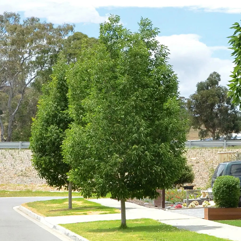 Frasin de Pensilvania &