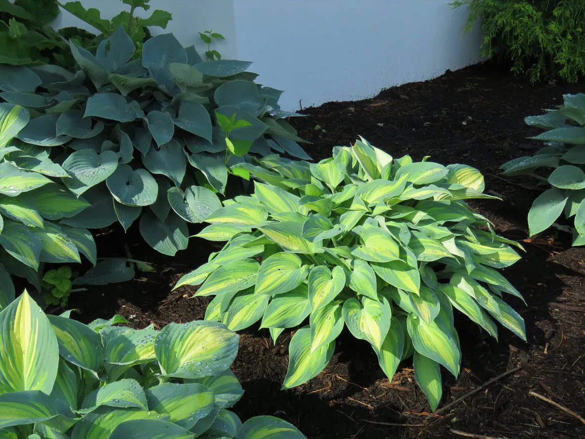 Hosta "Funkia June"