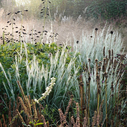 Schizachyrium scoparium "Ha Ha Tonka" - Gradina Noastra