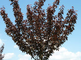 Cires japonez "Royal Burgundy" / Prunus serrulata "Royal Burgundy" / - Gradina Noastra