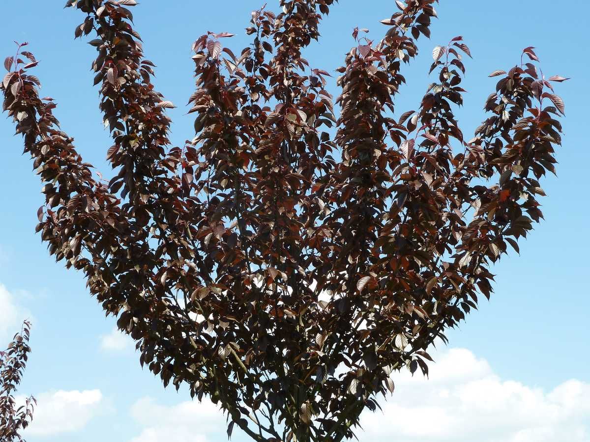 Cires japonez "Royal Burgundy" / Prunus serrulata "Royal Burgundy" / - Gradina Noastra