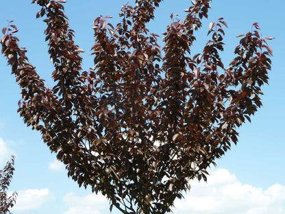 Cires japonez "Royal Burgundy" / Prunus serrulata "Royal Burgundy" / - Gradina Noastra