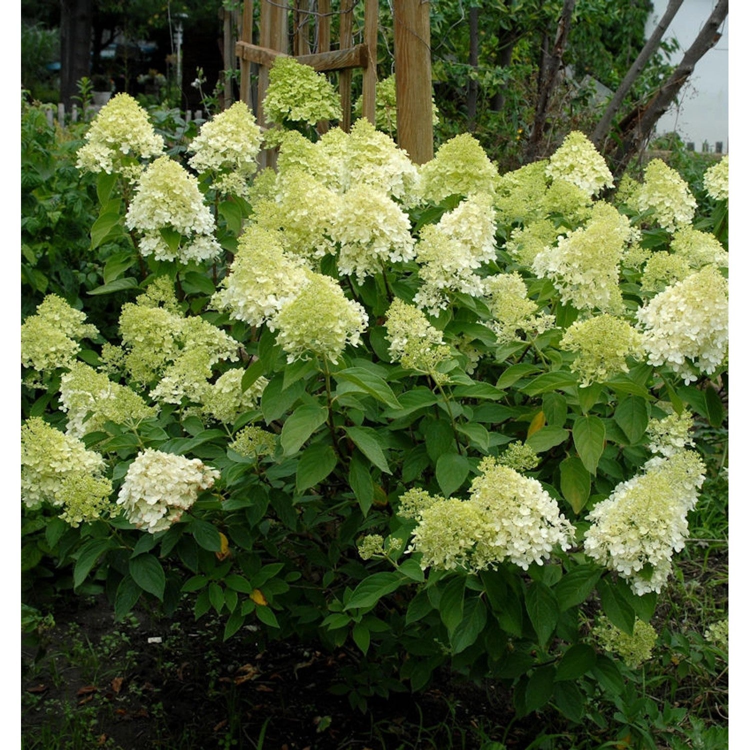 Hydrangea &quot;Maman Rose&quot; 0.50 - 0.70 m / Hydrangea macr. &quot;Mother Rose&quot;/