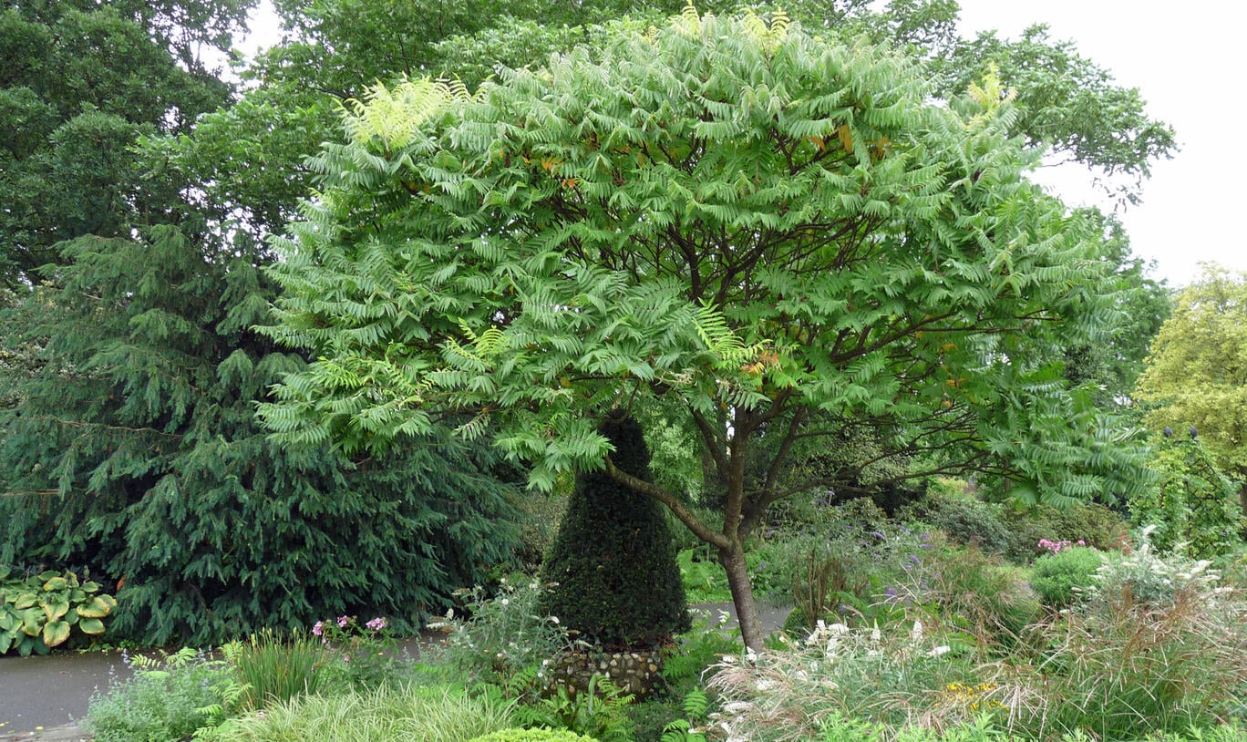 Otetar rosu "Dissecta" / Rhus typhina "Dissecta" /