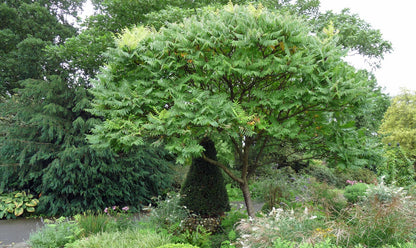 Otetar rosu "Dissecta" / Rhus typhina "Dissecta" /