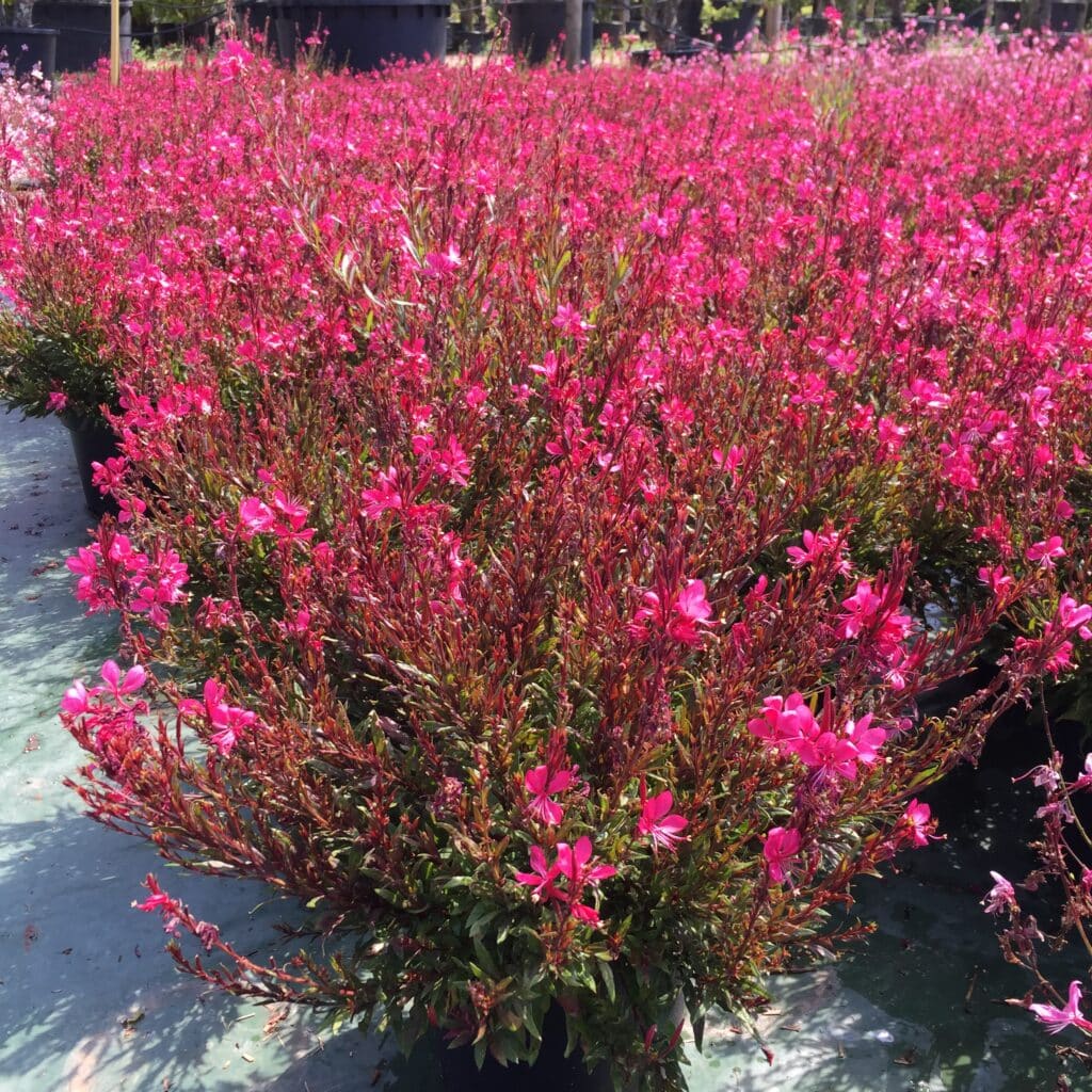 Gaura lindheimeri "Gaudi Red" by Gradina Noastra