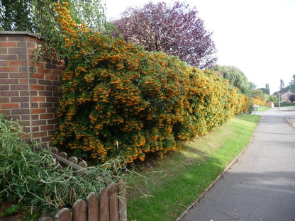 Catina ornamantala galbena 1.20 - 1.50 m / Pyracantha coccinea "Soleil D,or"/