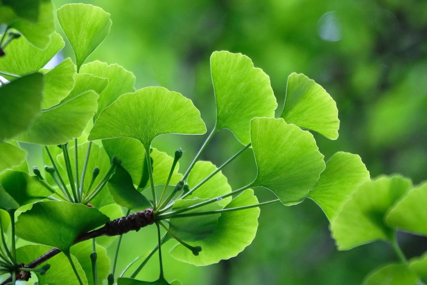 Arborele pagodelor / Ginko biloba  /