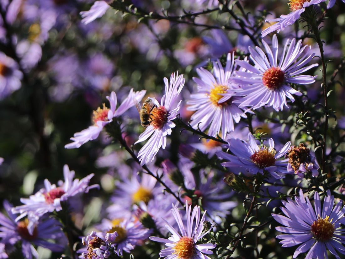 Aster dumosus &
