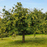 Mar "Golden Delicious" / Malus domestica „Golden Delicious”  / - Gradina Noastra