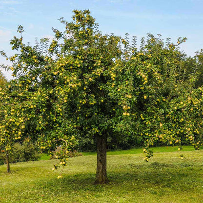 Mar "Golden Delicious" / Malus domestica „Golden Delicious”  / - Gradina Noastra