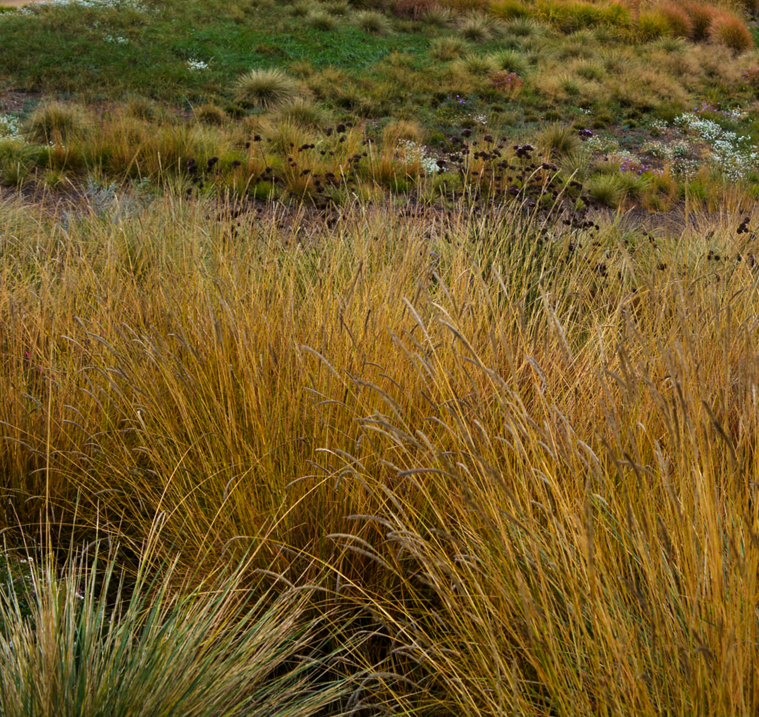 Sesleria autumnalis - Gradina Noastra