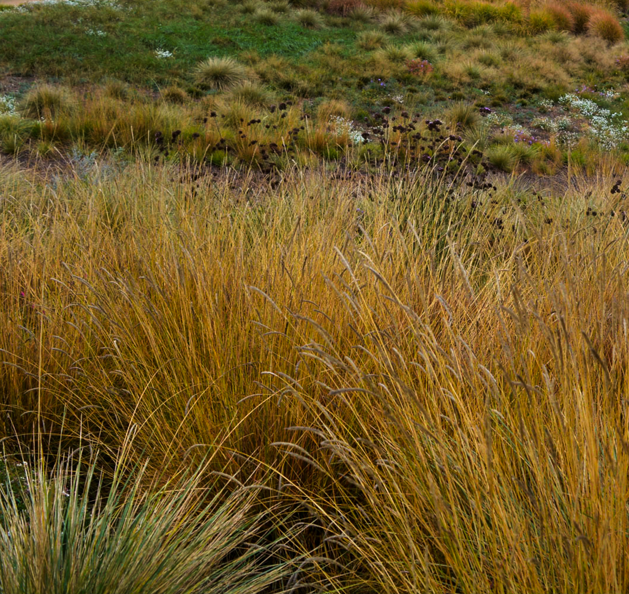 Sesleria autumnalis - Gradina Noastra
