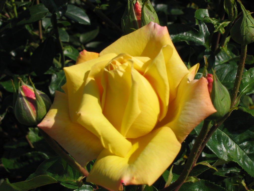 Trandafir pe picior "Geel" / Rosa "Gell"/