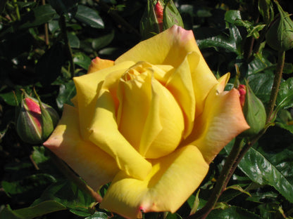 Trandafir pe picior "Geel" / Rosa "Gell"/