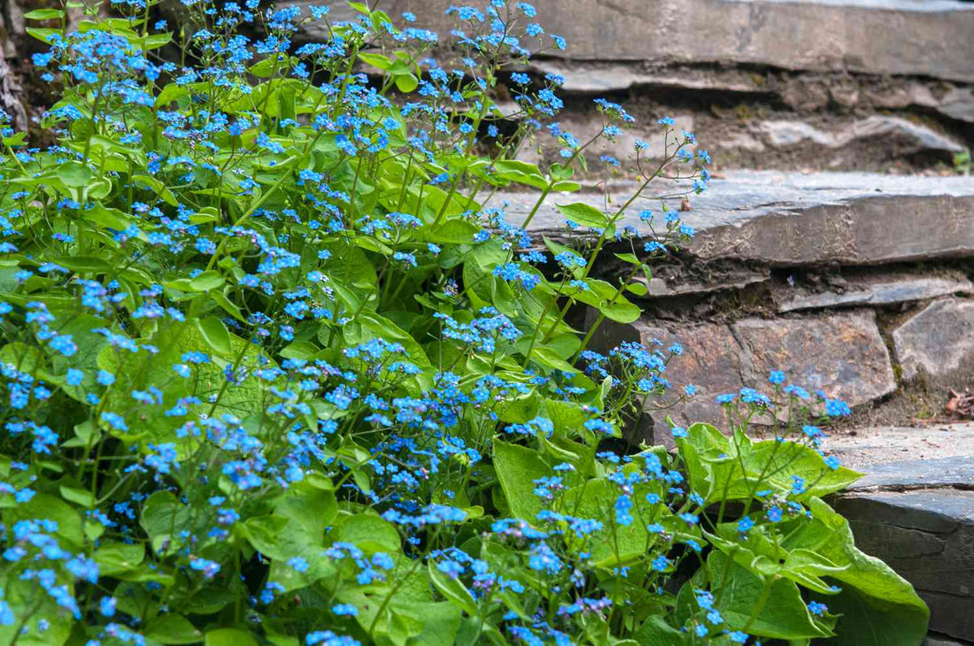 Brunnera macr. &