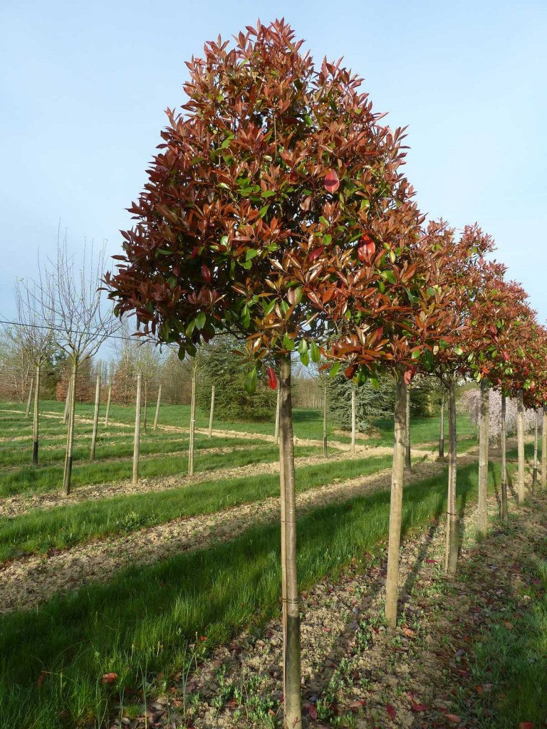 Photinia "Red Robin" arbore 3.00 - 3.50 m / Photinia serulata "Red Robin"/