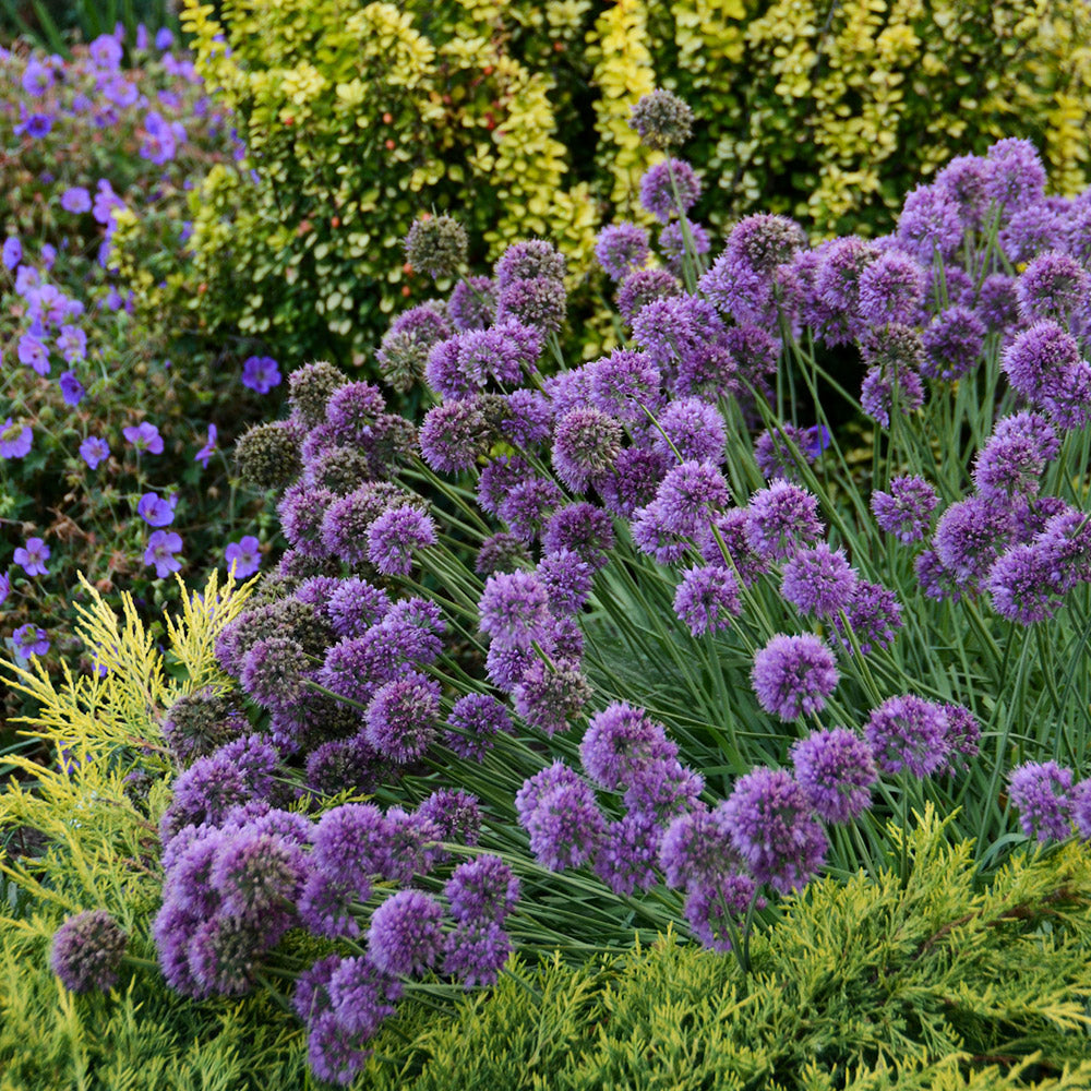 Allium &