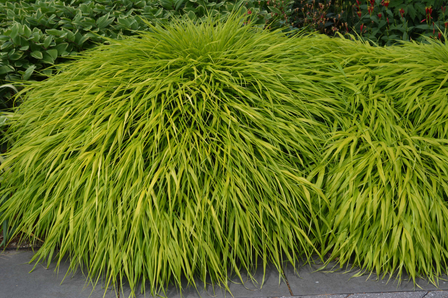 Hakonechloa macra "All Gold " /Hakonechloa macra "All Gold"/