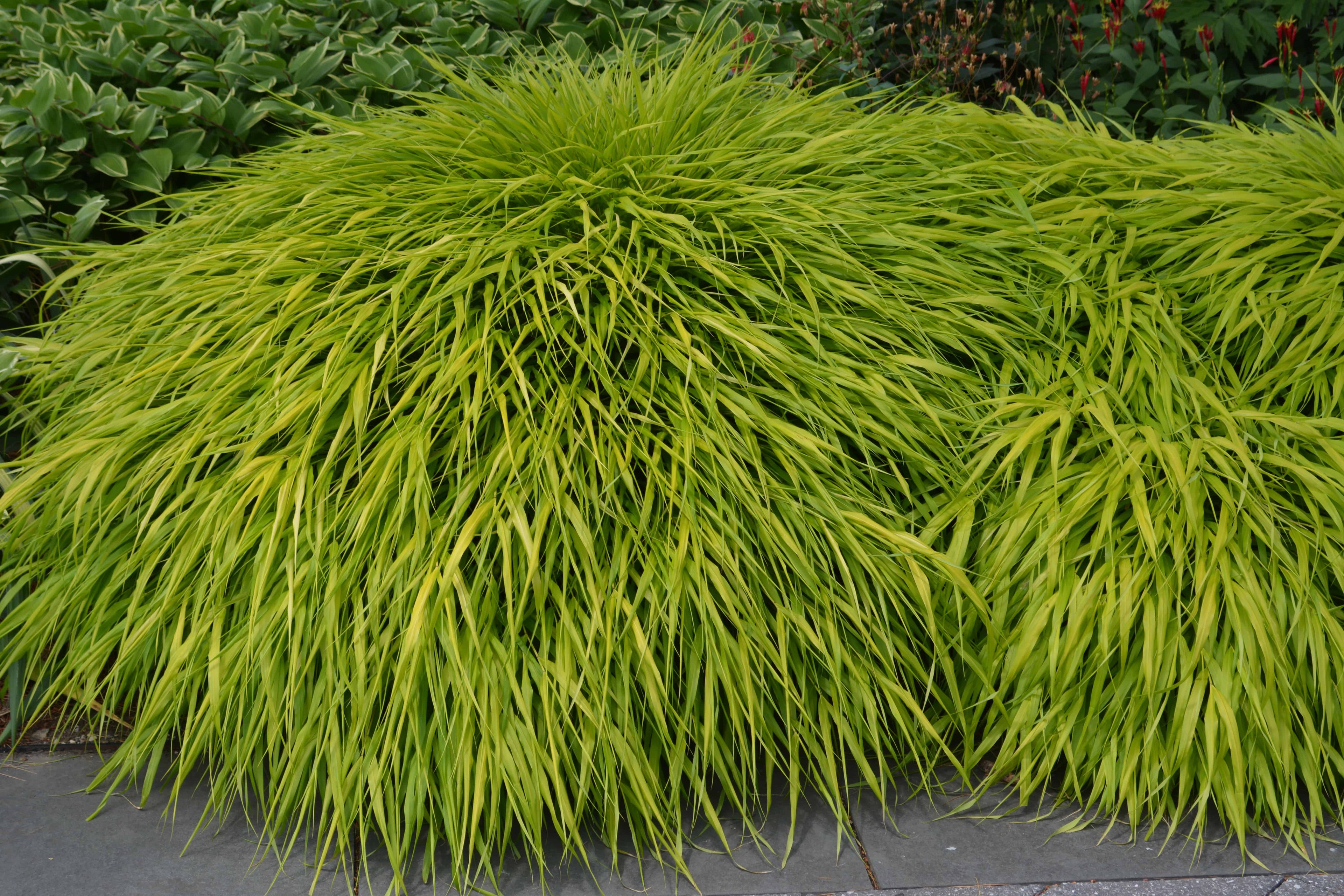 Hakonechloa macra "All Gold " /Hakonechloa macra "All Gold"/